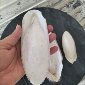 Chivhuno (Cuttlefish Bone)