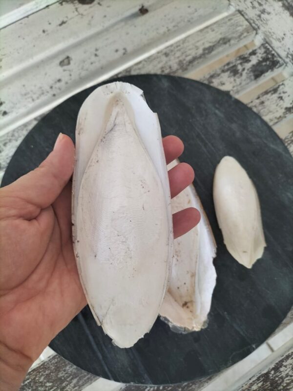 Chivhuno (Cuttlefish Bone)