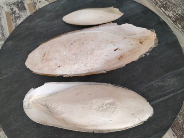 Chivhuno (Cuttlefish Bone) - Image 2
